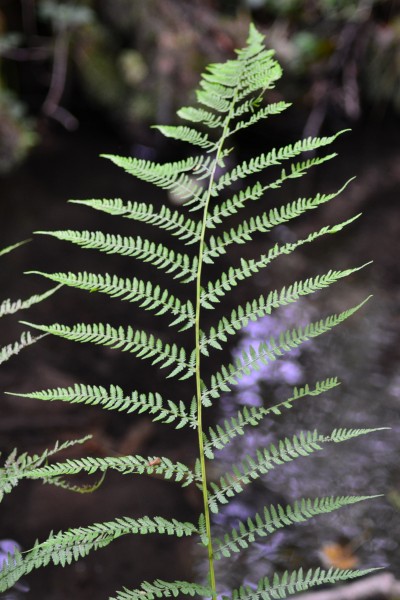 绿色蕨类植物图片