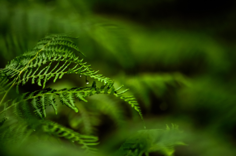 野生绿色蕨类植物图片