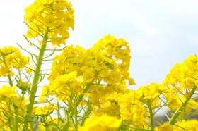 金黄色的油菜花图片(10张)