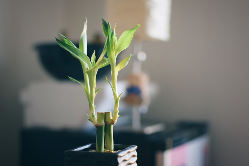 摆放在室内的植物图片