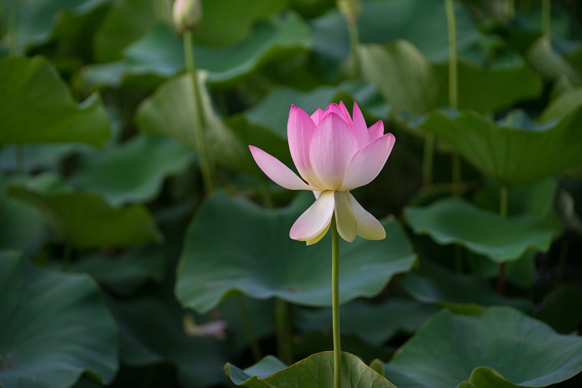 美丽莲花的图片