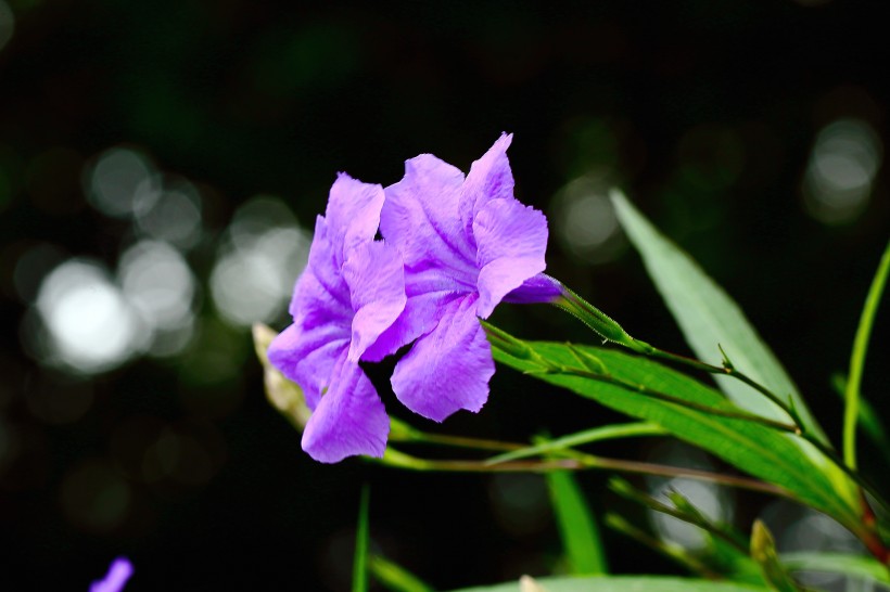 翠芦莉花图片