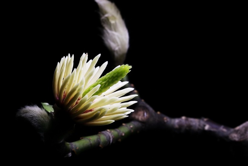 玉兰花花蕊图片