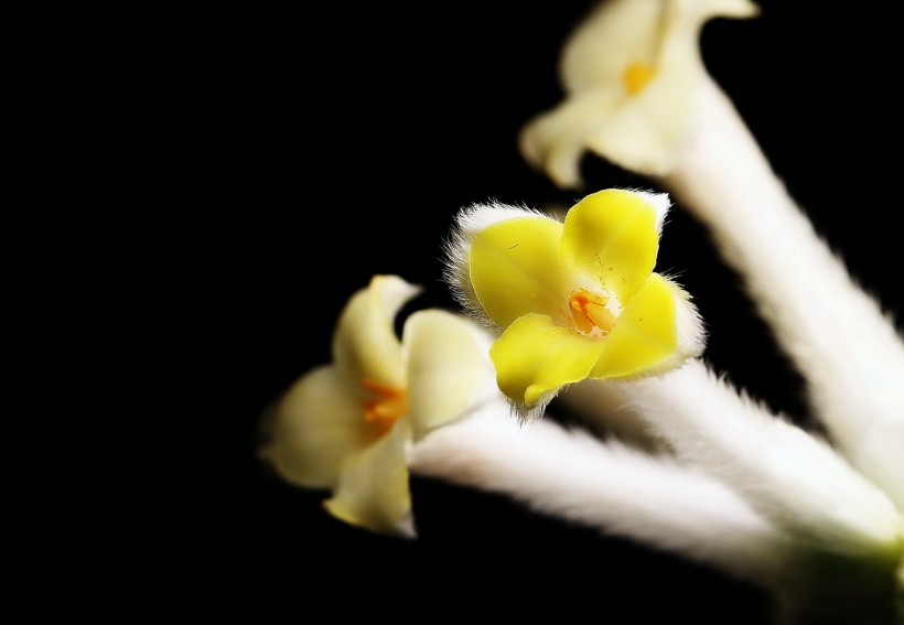 结香花图片