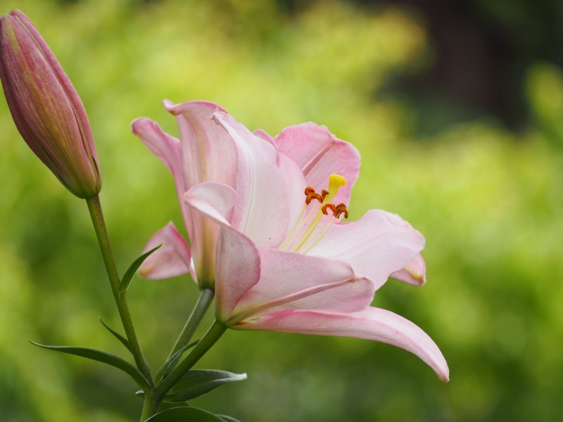 清新淡雅的百合花图片