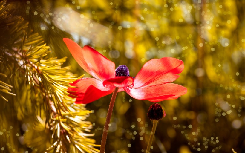 红色银莲花图片