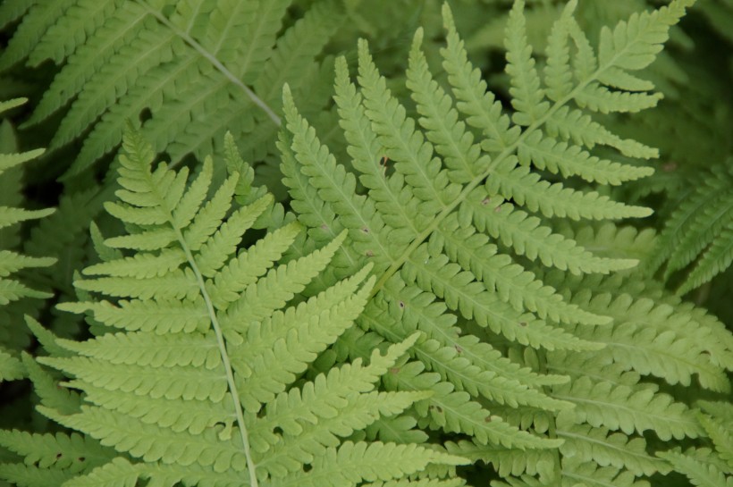 绿色蕨类植物图片