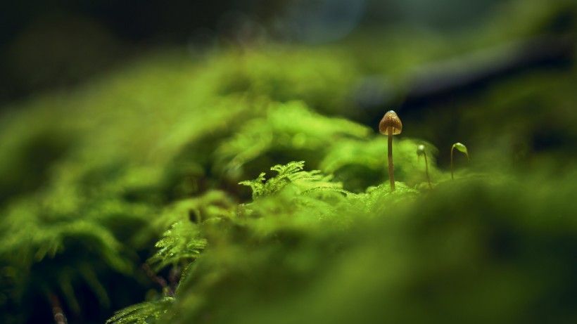 森林中野生蘑菇图片