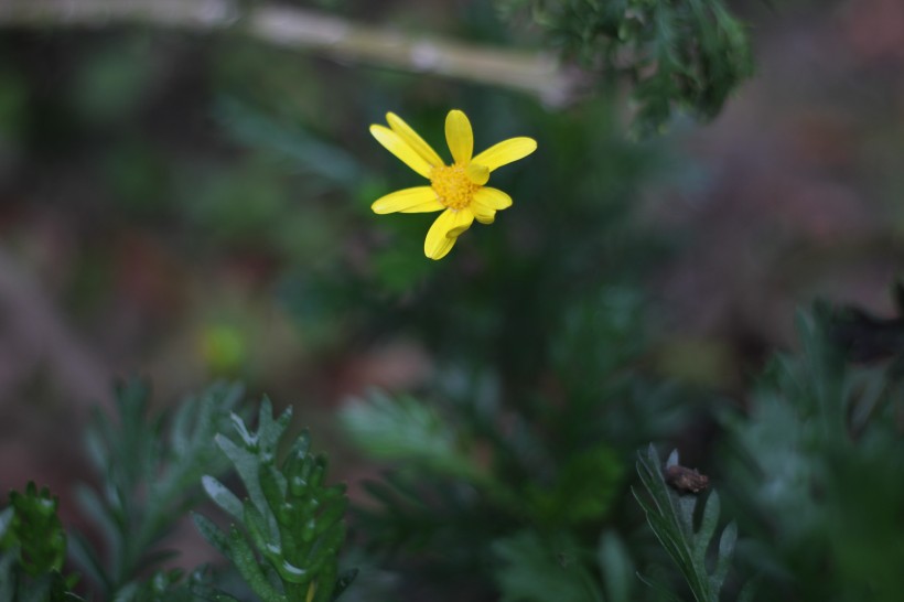 黄色的野生菊花图片