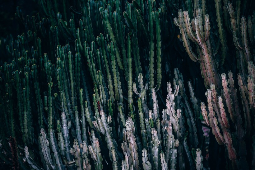 多肉植物仙人掌图片