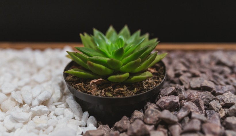 多肉植物特写图片