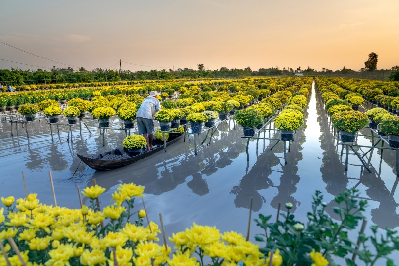 水上花圃图片