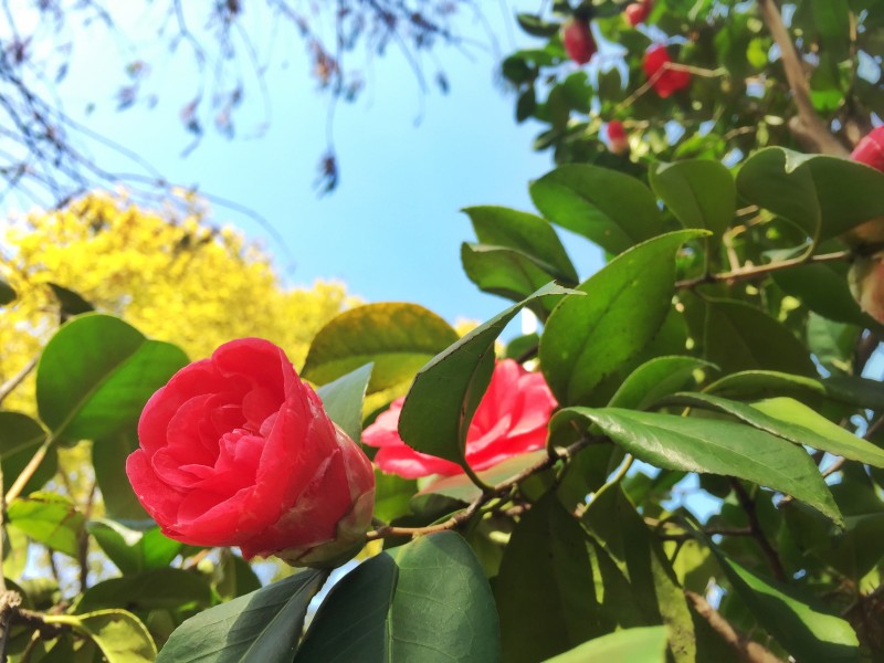 漂亮的红茶花图片