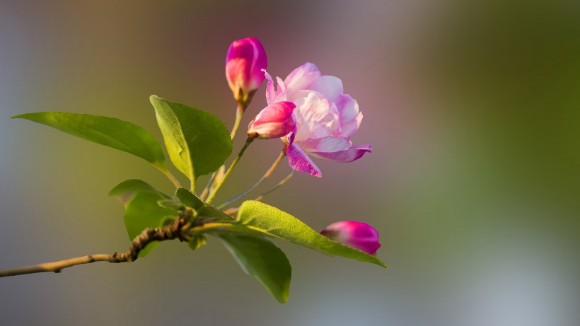 粉嫩淡雅的海棠花图片