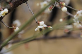 雪白唯美的梨花图片(17张)