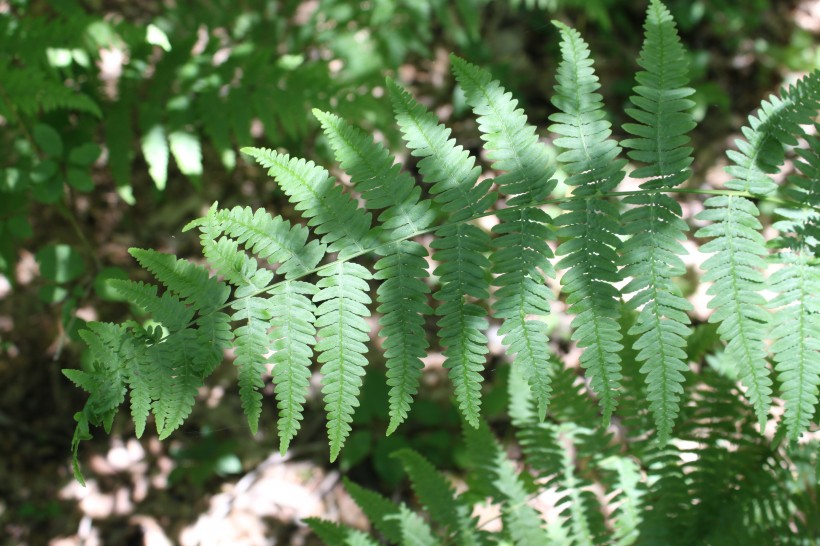 绿色蕨类植物图片