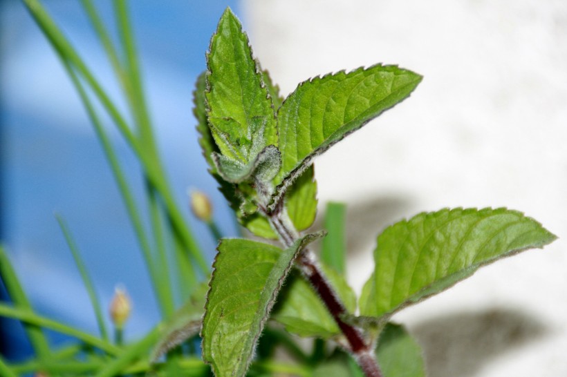 绿色清香的薄荷图片