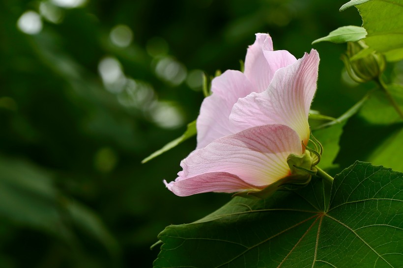 纯洁的芙蓉花图片