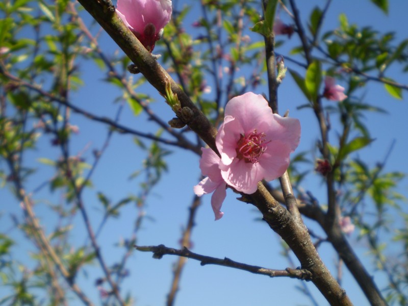 粉色的桃花图片