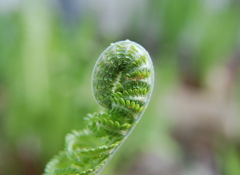 绿色蕨类植物图片