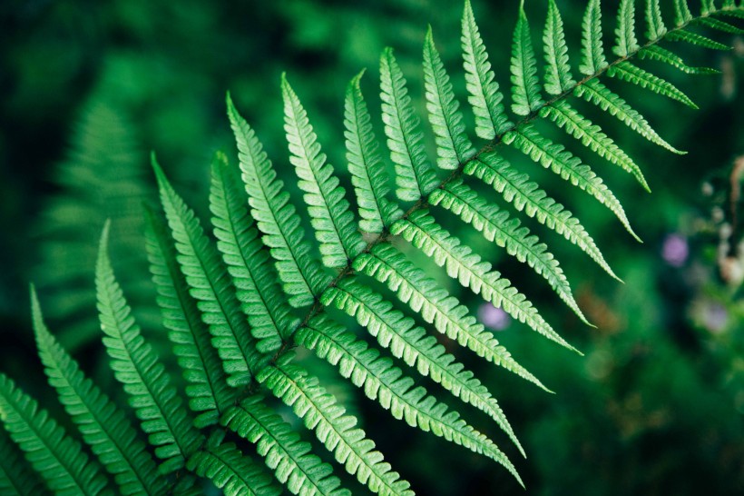 野生绿色蕨类植物图片