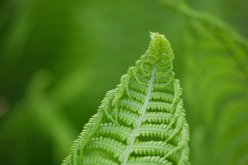 野生绿色蕨类植物图片