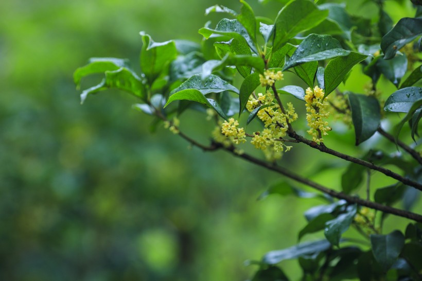 香甜的金色桂花图片