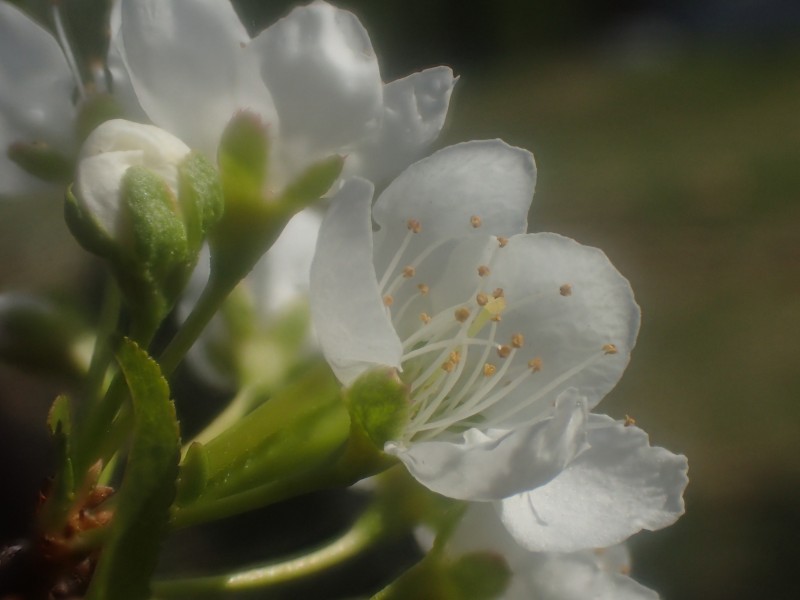 白色的李子花图片