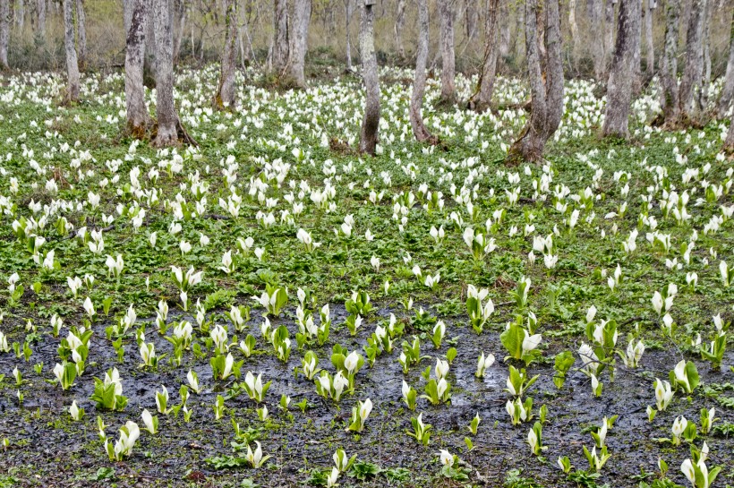 一片水芭蕉图片