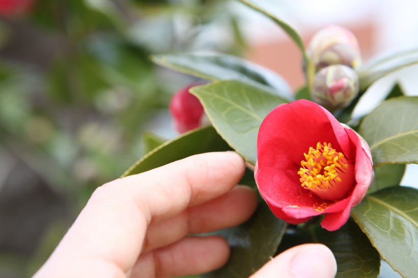 红色的茶花图片