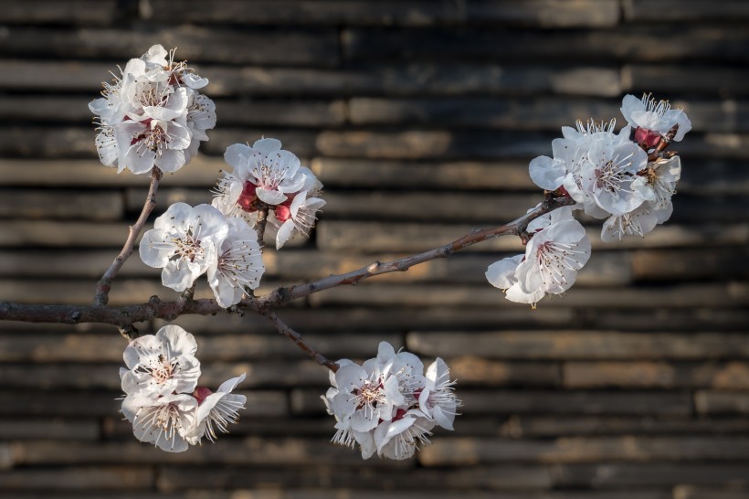 美丽的白色梅花图片