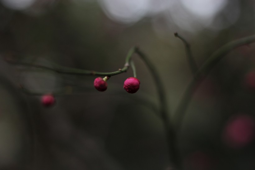 红梅花骨朵图片