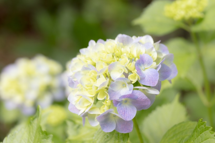 花团锦簇的绣球鲜花图片