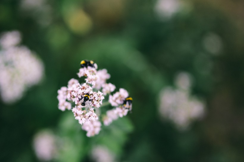 花园里的花花草草图片