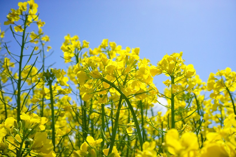 金黄的油菜花特写图片