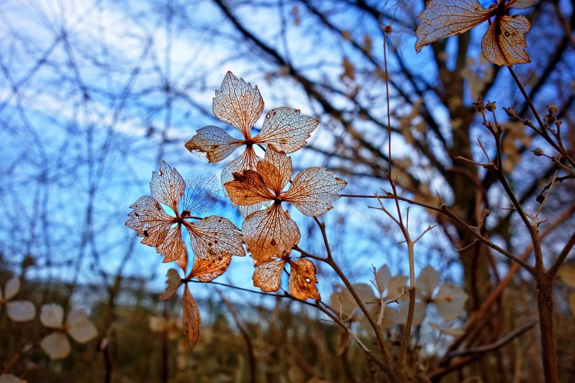 优雅漂亮的干花图片