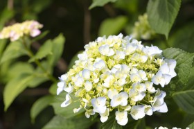 花团锦簇的绣球鲜花图片(14张)