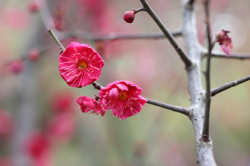 盛开的红梅花图片