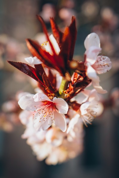 粉红的桃花图片