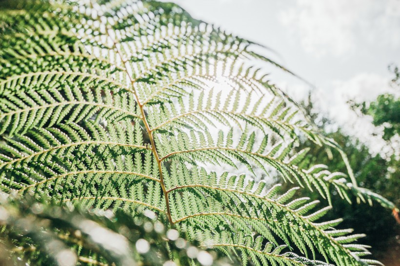 野生绿色蕨类植物图片