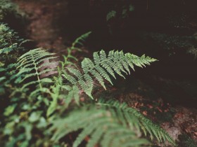 野生绿色蕨类植物图片(14张)