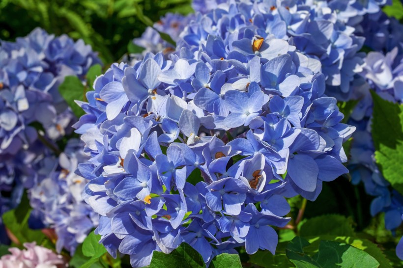 花型饱满味道清香的蓝色绣球图片