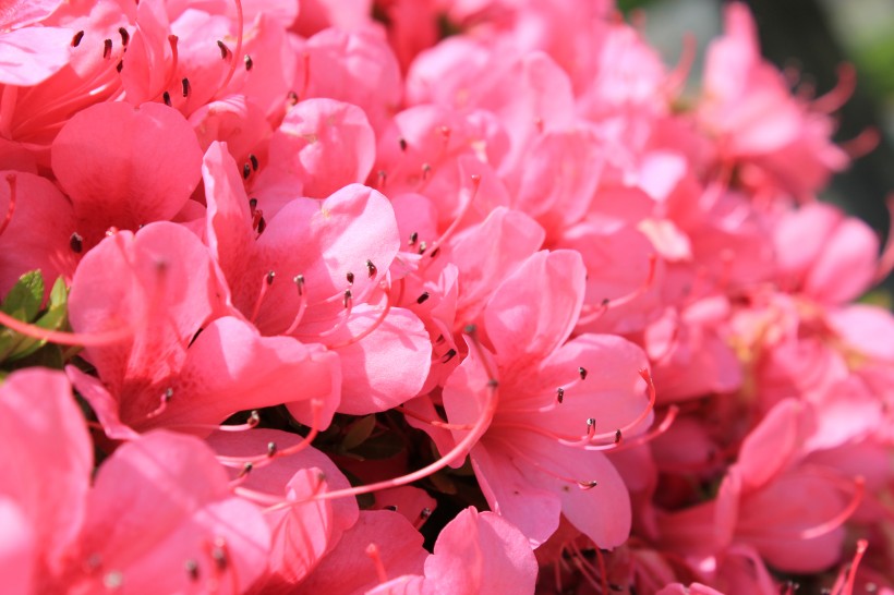 粉色杜鹃花特写图片