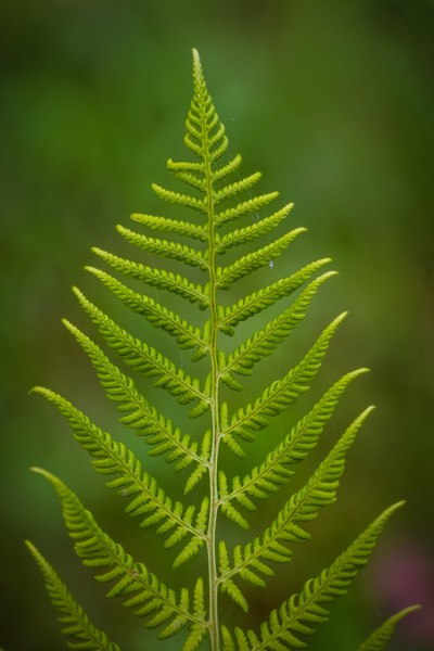 绿色蕨类植物图片