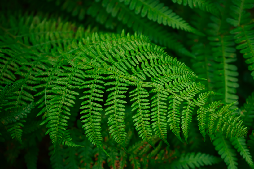 野生绿色蕨类植物图片