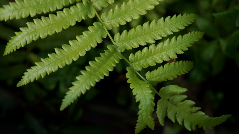 野生绿色蕨类植物图片