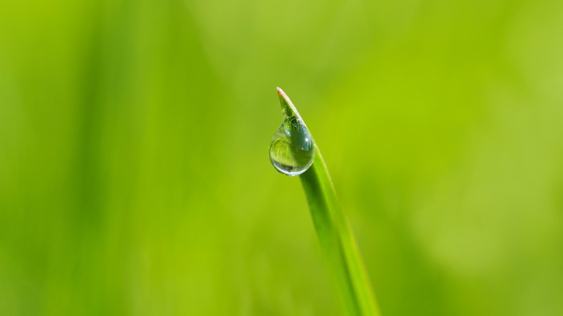 青草上面的露水图片