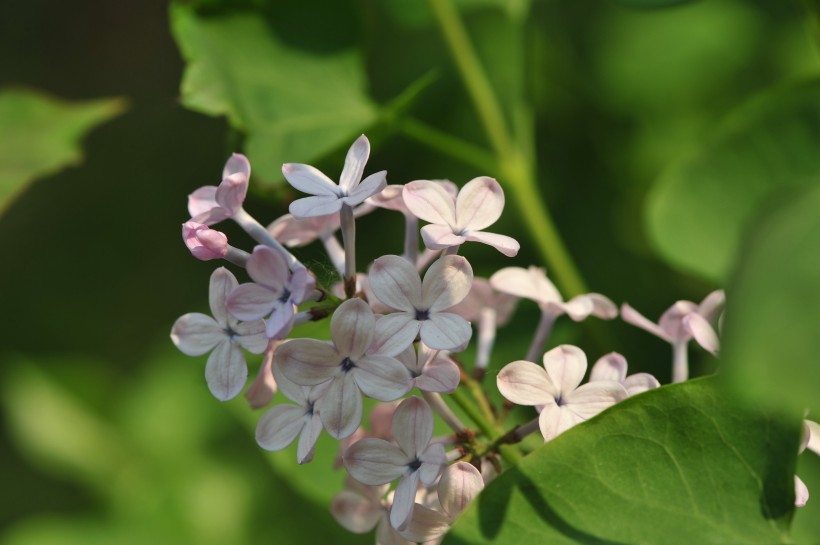 淡紫色丁香花图片