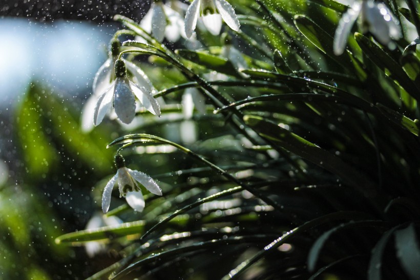 白雪般纯洁的雪花莲鲜花图片