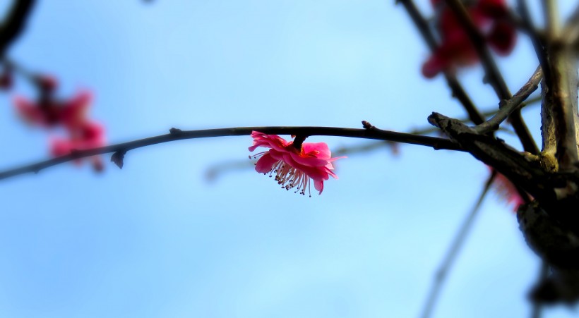 春季唯美桃花图片